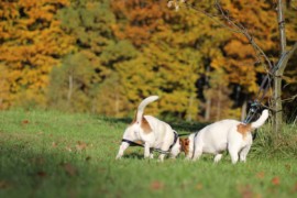 IMG 4468